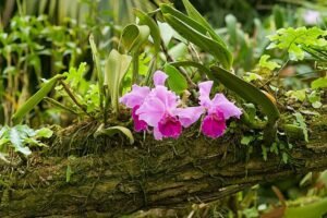 Cantiknya Tumbuhan Epifit di Hutan Indonesia