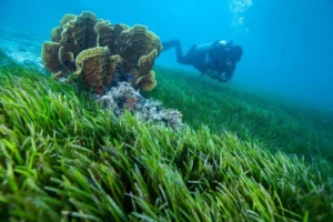 Eksplorasi Kehidupan Laut: Mengungkap Kekayaan Hutan Pantai