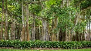 Hari Hutan di Indonesia sebagai Momen Pelestarian Lingkungan