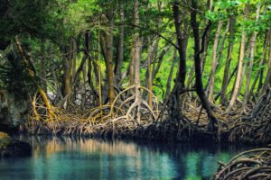 Hutan Mangrove: Menjaga Pantai dan Keanekaragaman Hayati