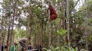 Keajaiban Hutan Suaka Alam dan Perannya dalam Konservasi