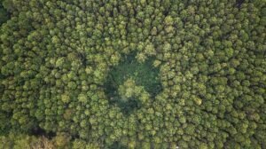 Mengenal Peran Penting Hutan Lindung di Indonesia