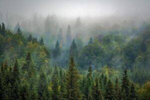 Misteri Hutan Homogen: Peluang untuk Keanekaragaman Hayati