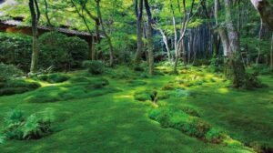 Pesona Hutan Lumut: Keindahan dan Kegunaan dalam Ekosistem