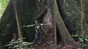 Pesona Kehidupan: Tumbuhan yang Hidup di Hutan Tropis